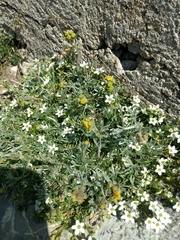 Artemisia glacialis