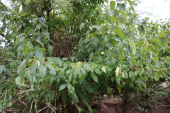 Maclura