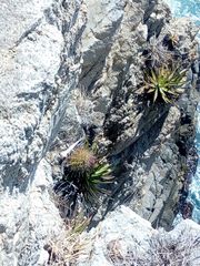 Melocactus curvispinus