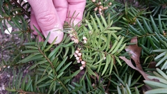 Taxus cuspidata
