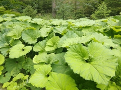 Petasites albus