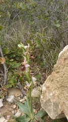 Ophrys exaltata
