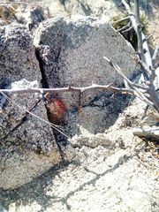 Mammillaria mazatlanensis