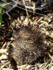 Mammillaria beneckei