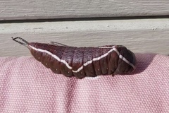 Cerura