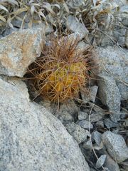Melocactus curvispinus