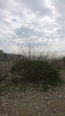 Cheirolophus intybaceus