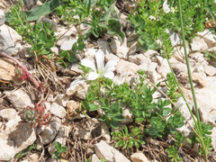 Arenaria bertolonii