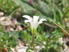 Arenaria bertolonii