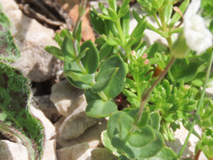 Arenaria bertolonii