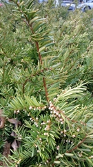 Taxus cuspidata