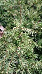 Taxus cuspidata