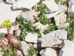 Arenaria bertolonii