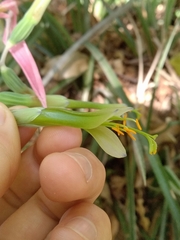 Billbergia distachia