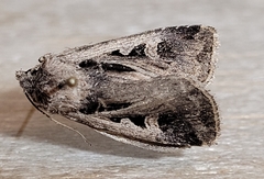 Feltia subgothica