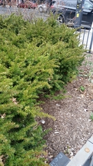 Taxus cuspidata