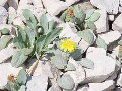 Crepis pygmaea