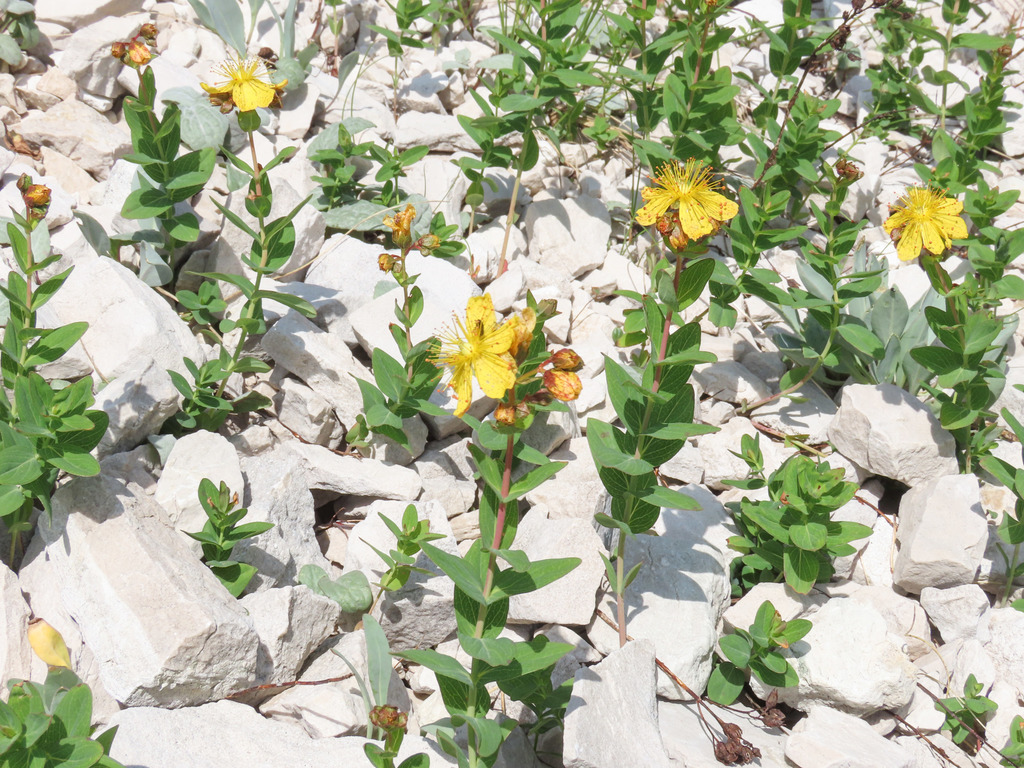 alpine St John's-wort