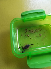 Euscorpius flavicaudis flavicaudis