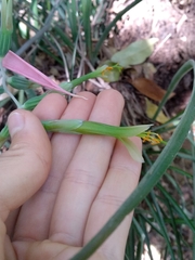 Billbergia distachia