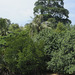 Alstonia angustifolia - Photo (c) Ria Tan, osa oikeuksista pidätetään (CC BY-NC-ND)