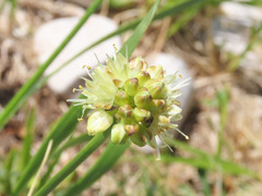 Allium ochroleucum