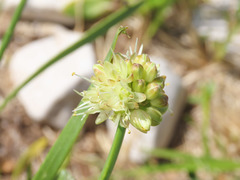 Allium ochroleucum
