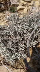 Artemisia caerulescens gallica