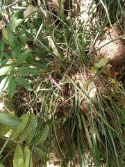 Billbergia distachia