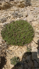 Plantago subulata