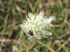 Astrantia pauciflora tenorei