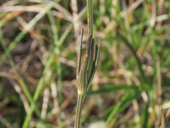 Astrantia pauciflora tenorei