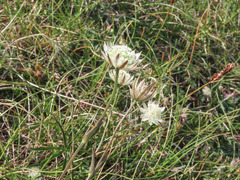 Astrantia pauciflora tenorei