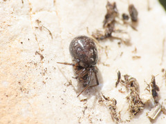 Steatoda albomaculata