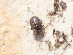 Steatoda albomaculata