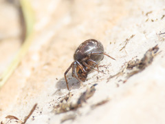 Steatoda albomaculata