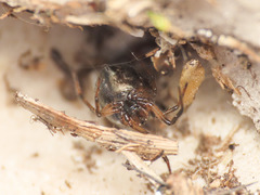 Steatoda albomaculata