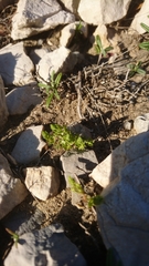 Lysimachia linum-stellatum