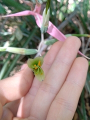 Billbergia distachia