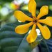 Gardenia tubifera - Photo (c) Zaqqy, algunos derechos reservados (CC BY)