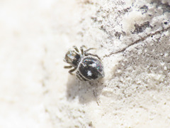 Attulus atricapillus