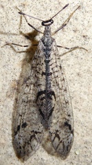 Dendroleon speciosus