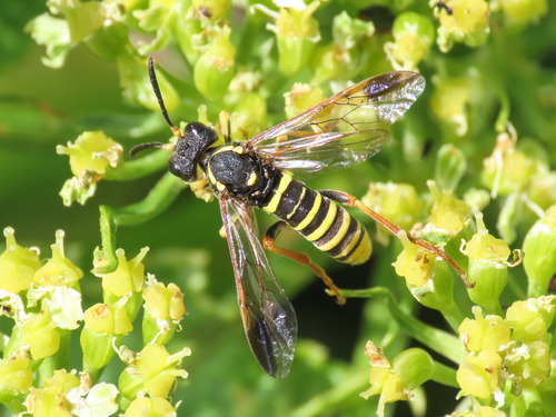 Noble Wasp-sawfly