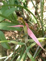 Billbergia distachia