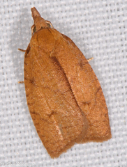 Sparganothis distincta
