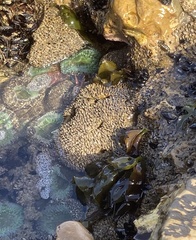 Phragmatopoma