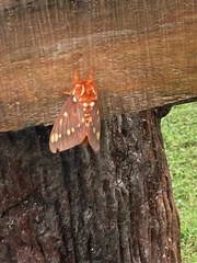 Citheronia volcan