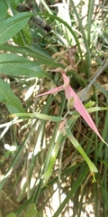 Billbergia distachia