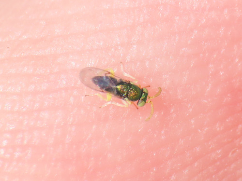 Encyrtid wasp