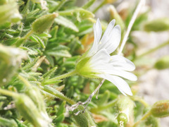 Cerastium thomasii